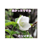 日常のご挨拶に 早春の山野草を添えて（個別スタンプ：32）
