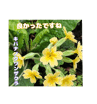 日常のご挨拶に 早春の山野草を添えて（個別スタンプ：33）