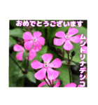 日常のご挨拶に 早春の山野草を添えて（個別スタンプ：34）