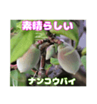 日常のご挨拶に 早春の山野草を添えて（個別スタンプ：36）