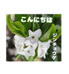 日常のご挨拶に 早春の山野草を添えて（個別スタンプ：39）