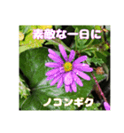日常のご挨拶に 早春の山野草を添えて（個別スタンプ：40）