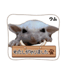ウムくんスタンプ（個別スタンプ：12）