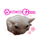 ウムくんスタンプ（個別スタンプ：21）