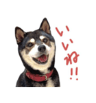 黒柴わさび ・ ふだん使いのスタンプ♪（個別スタンプ：1）