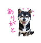 黒柴わさび ・ ふだん使いのスタンプ♪（個別スタンプ：2）