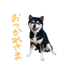 黒柴わさび ・ ふだん使いのスタンプ♪（個別スタンプ：4）