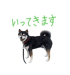 黒柴わさび ・ ふだん使いのスタンプ♪（個別スタンプ：5）