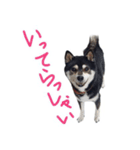 黒柴わさび ・ ふだん使いのスタンプ♪（個別スタンプ：7）