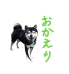 黒柴わさび ・ ふだん使いのスタンプ♪（個別スタンプ：8）