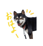 黒柴わさび ・ ふだん使いのスタンプ♪（個別スタンプ：9）