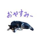 黒柴わさび ・ ふだん使いのスタンプ♪（個別スタンプ：10）