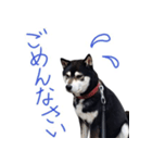 黒柴わさび ・ ふだん使いのスタンプ♪（個別スタンプ：12）