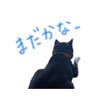 黒柴わさび ・ ふだん使いのスタンプ♪（個別スタンプ：13）