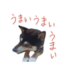 黒柴わさび ・ ふだん使いのスタンプ♪（個別スタンプ：15）