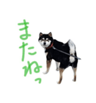 黒柴わさび ・ ふだん使いのスタンプ♪（個別スタンプ：16）