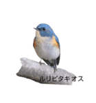 野鳥 Wild Bird～見れたら嬉しい～鳥名付き（個別スタンプ：3）