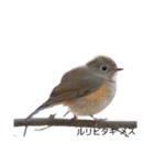野鳥 Wild Bird～見れたら嬉しい～鳥名付き（個別スタンプ：4）