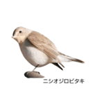 野鳥 Wild Bird～見れたら嬉しい～鳥名付き（個別スタンプ：5）