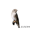 野鳥 Wild Bird～見れたら嬉しい～鳥名付き（個別スタンプ：6）