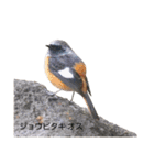 野鳥 Wild Bird～見れたら嬉しい～鳥名付き（個別スタンプ：7）