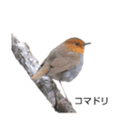 野鳥 Wild Bird～見れたら嬉しい～鳥名付き（個別スタンプ：8）