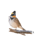 野鳥 Wild Bird～見れたら嬉しい～鳥名付き（個別スタンプ：9）