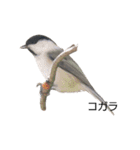 野鳥 Wild Bird～見れたら嬉しい～鳥名付き（個別スタンプ：10）
