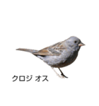 野鳥 Wild Bird～見れたら嬉しい～鳥名付き（個別スタンプ：12）