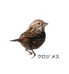 野鳥 Wild Bird～見れたら嬉しい～鳥名付き（個別スタンプ：13）