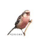 野鳥 Wild Bird～見れたら嬉しい～鳥名付き（個別スタンプ：14）