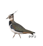 野鳥 Wild Bird～見れたら嬉しい～鳥名付き（個別スタンプ：15）