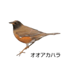 野鳥 Wild Bird～見れたら嬉しい～鳥名付き（個別スタンプ：16）