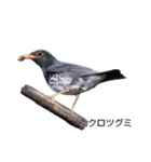 野鳥 Wild Bird～見れたら嬉しい～鳥名付き（個別スタンプ：17）