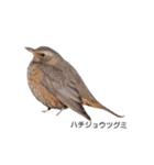 野鳥 Wild Bird～見れたら嬉しい～鳥名付き（個別スタンプ：18）