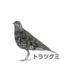 野鳥 Wild Bird～見れたら嬉しい～鳥名付き（個別スタンプ：19）