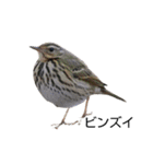 野鳥 Wild Bird～見れたら嬉しい～鳥名付き（個別スタンプ：20）