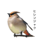 野鳥 Wild Bird～見れたら嬉しい～鳥名付き（個別スタンプ：21）
