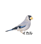野鳥 Wild Bird～見れたら嬉しい～鳥名付き（個別スタンプ：22）