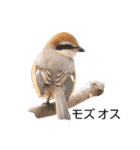 野鳥 Wild Bird～見れたら嬉しい～鳥名付き（個別スタンプ：23）