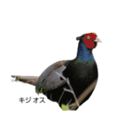 野鳥 Wild Bird～見れたら嬉しい～鳥名付き（個別スタンプ：24）