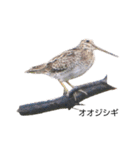 野鳥 Wild Bird～見れたら嬉しい～鳥名付き（個別スタンプ：26）
