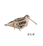 野鳥 Wild Bird～見れたら嬉しい～鳥名付き（個別スタンプ：27）