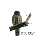 野鳥 Wild Bird～見れたら嬉しい～鳥名付き（個別スタンプ：29）