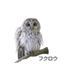 野鳥 Wild Bird～見れたら嬉しい～鳥名付き（個別スタンプ：30）