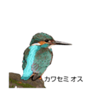 野鳥 Wild Bird～見れたら嬉しい～鳥名付き（個別スタンプ：31）