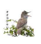 野鳥 Wild Bird～見れたら嬉しい～鳥名付き（個別スタンプ：33）