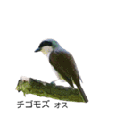 野鳥 Wild Bird～見れたら嬉しい～鳥名付き（個別スタンプ：34）