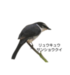 野鳥 Wild Bird～見れたら嬉しい～鳥名付き（個別スタンプ：35）