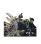 野鳥 Wild Bird～見れたら嬉しい～鳥名付き（個別スタンプ：36）